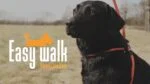 Psí postroj s vodítkem z lana, černý, Regular 345 cm – Easy Walk ramenní model - Obrázek 3