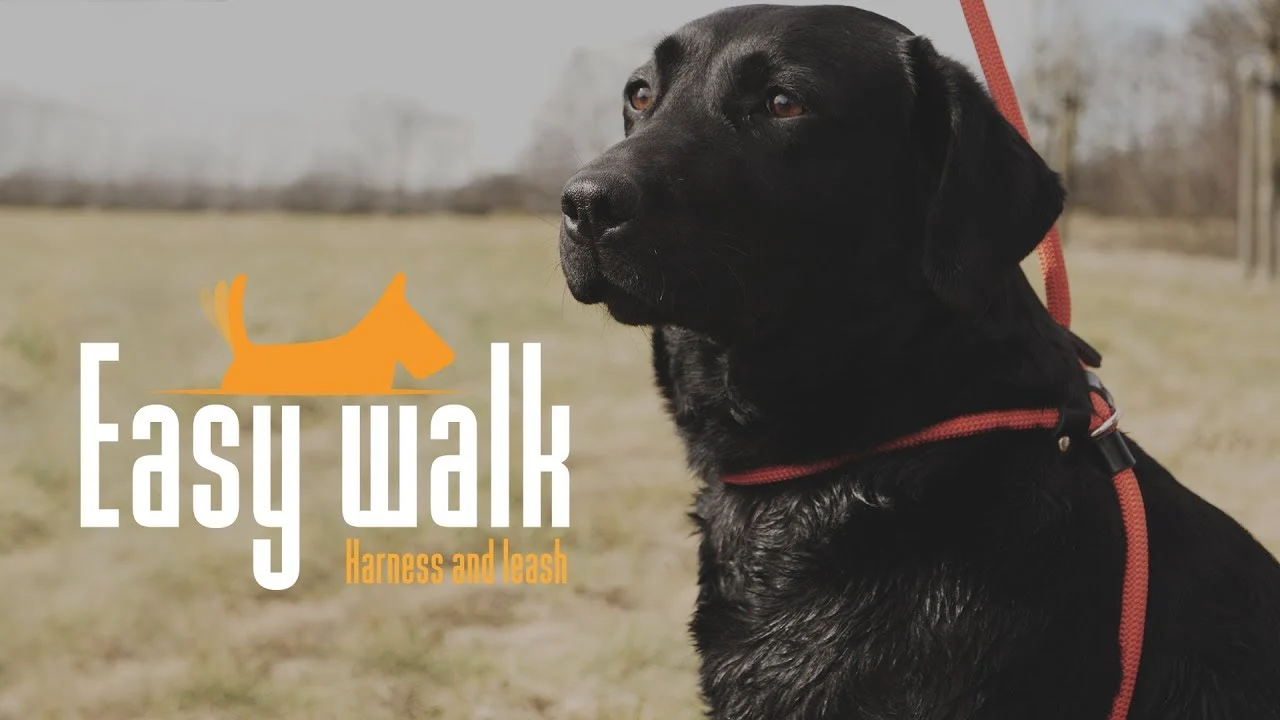 Psí postroj s vodítkem z lana, černý, Regular 345 cm – Easy Walk ramenní model - Obrázek 3