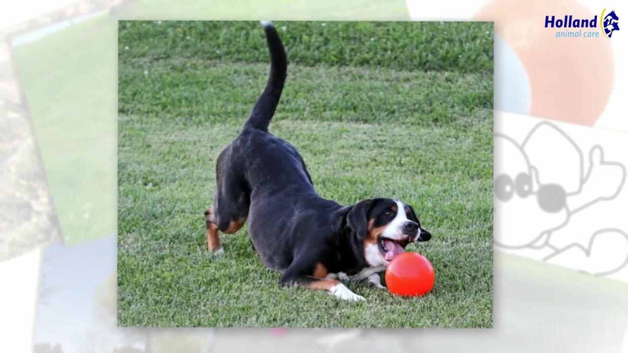 Skákací míček pro psy, plovoucí, vanilkový L, 20 cm – Jolly Pets Bounce-n Play - Obrázek 4