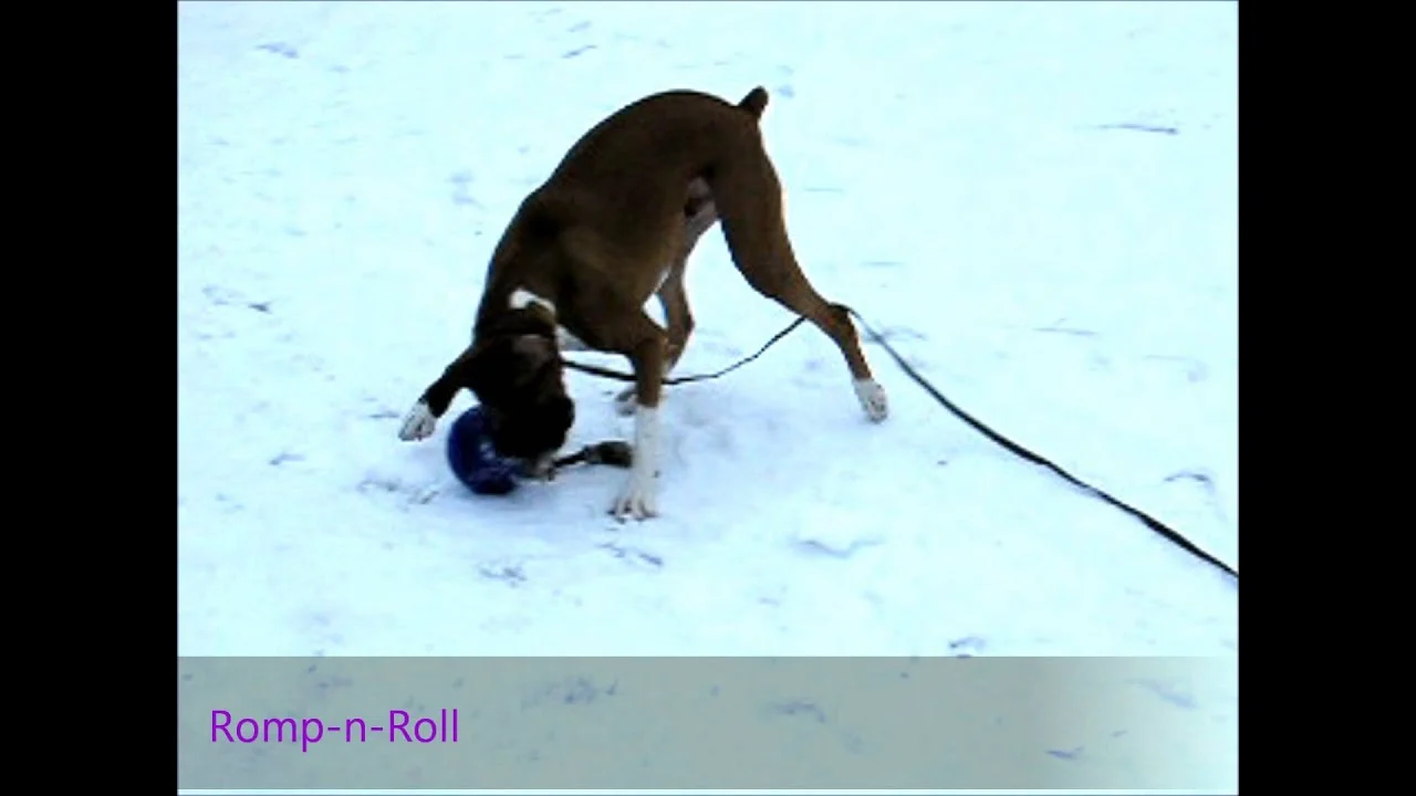 Míček pro psy s provazem, plovoucí, borůvkový M (15 cm) – Jolly Pets Romp-n-Roll - Obrázek 2