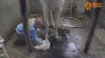 Olej na kopyta s tea tree olejem, 500 ml – Paardenpraat TV Hoefglansolie - Obrázek 2