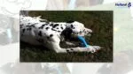 Žvýkací kost z pružné gumy s vanilkovou vůní, L 22 cm – Jolly Pets Jolly Bone - Obrázek 3