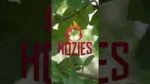 Hračka pro psa z hasičské hadice, M – Hozies Billy Bengal - Obrázek 2