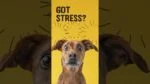 Měkké žvýkací pamlsky pro psy při stresu, 60 kusů – Excellent Pets No Stress Soft Chews - Obrázek 2