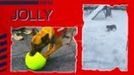 Aportovací míč pro psy, oranžový a bílý, 20 cm – Jolly Pets Jolly Soccer Ball - Obrázek 4