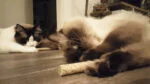 Dřevěná hračka pro kočky s MADNIP – Addicted! Triple Wood - Obrázek 3