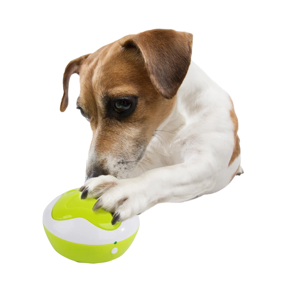Výcviková tlačítka pro psy s funkcí nahrávání, 4 ks, 11 x 11 x 6 cm – AFP Interactives – Dog Interpreter - Obrázek 2