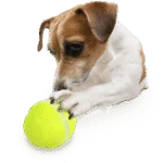 Automatický dávkovač pamlsků pro psy s kulovým dálkovým ovládáním – AFP Interactives - Lucky Treat with Rolling Ball - Obrázek 5
