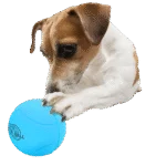 Gumový míček pro psy s chrastivým zvukem, ø 6,3 cm – AFP Meta Ball Bounce & Rattle Ball - Obrázek 3