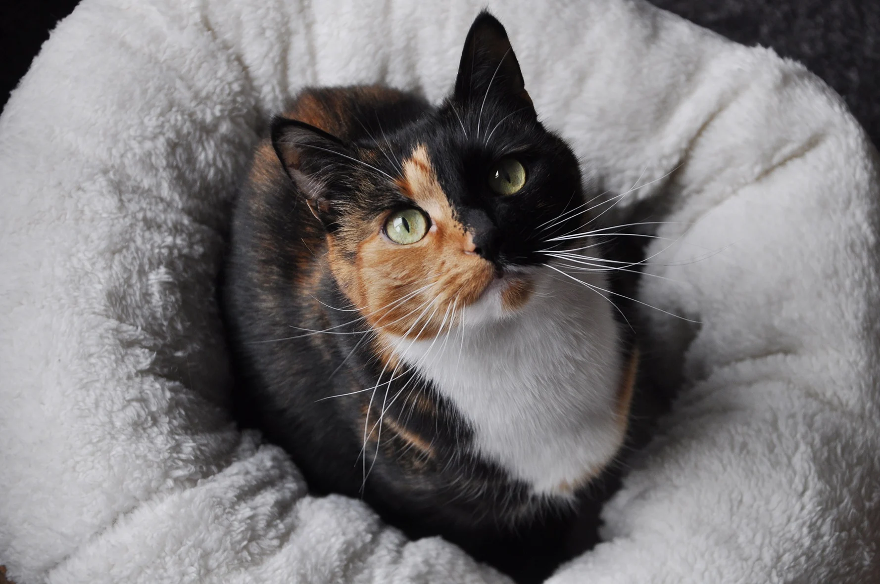 Plyšový kulatý pelíšek pro psy, béžový, 45 x 45 x 25 cm – AFP Lambswool Donut Bed - Obrázek 4