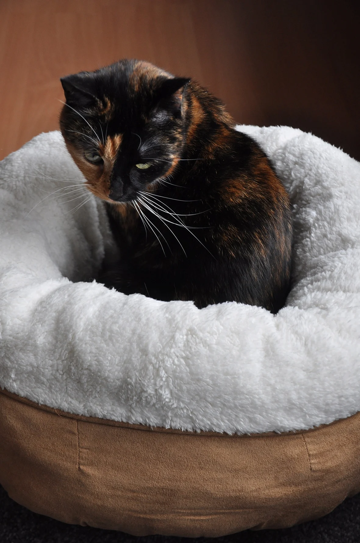 Plyšový kulatý pelíšek pro psy, béžový, 45 x 45 x 25 cm – AFP Lambswool Donut Bed - Obrázek 3