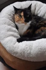 Plyšový kulatý pelíšek pro psy, béžový, 45 x 45 x 25 cm – AFP Lambswool Donut Bed - Obrázek 2