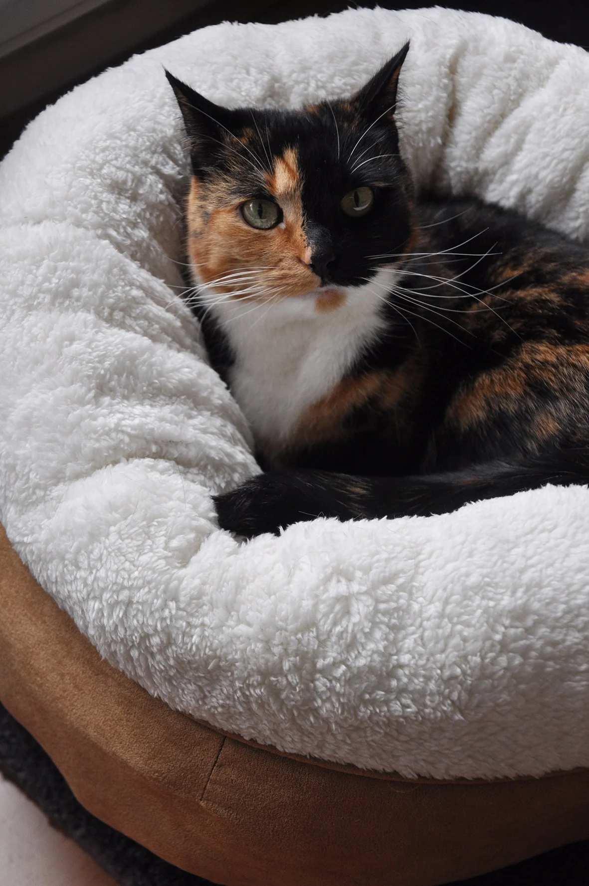 Plyšový kulatý pelíšek pro psy, béžový, 45 x 45 x 25 cm – AFP Lambswool Donut Bed - Obrázek 2
