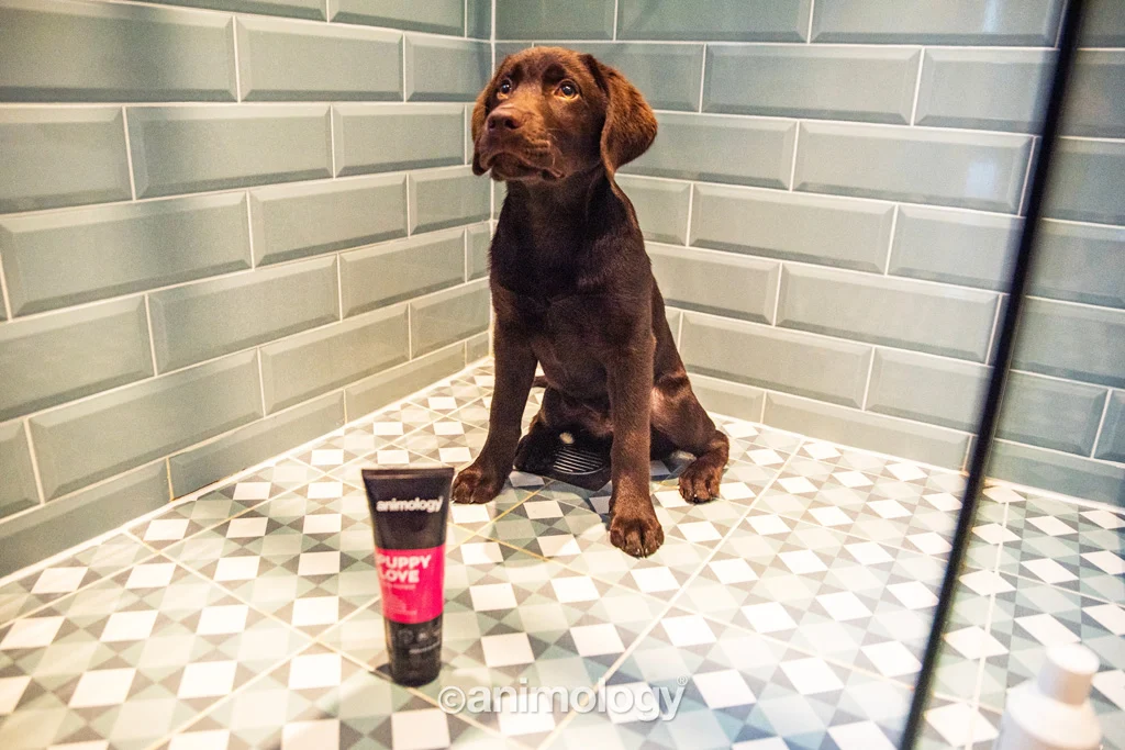 Šampon pro štěňata na citlivou kůži, 250 ml – Animology Puppy Love - Obrázek 3