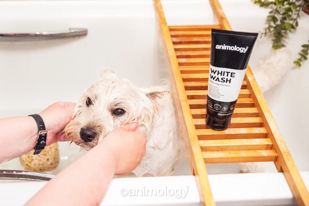 Šampon pro psy s bílou a světlou srstí, 250 ml – Animology White Wash - Obrázek 2