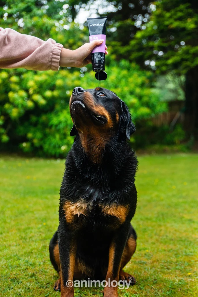 Šampon pro psy na smývání blech a klíšťat, 250 ml – Animology Flea & Tick - Obrázek 3