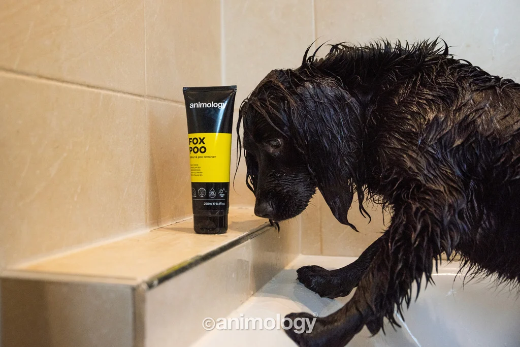 Šampon pro psy proti nepříjemnému zápachu, 250 ml – Animology Fox Poo - Obrázek 3