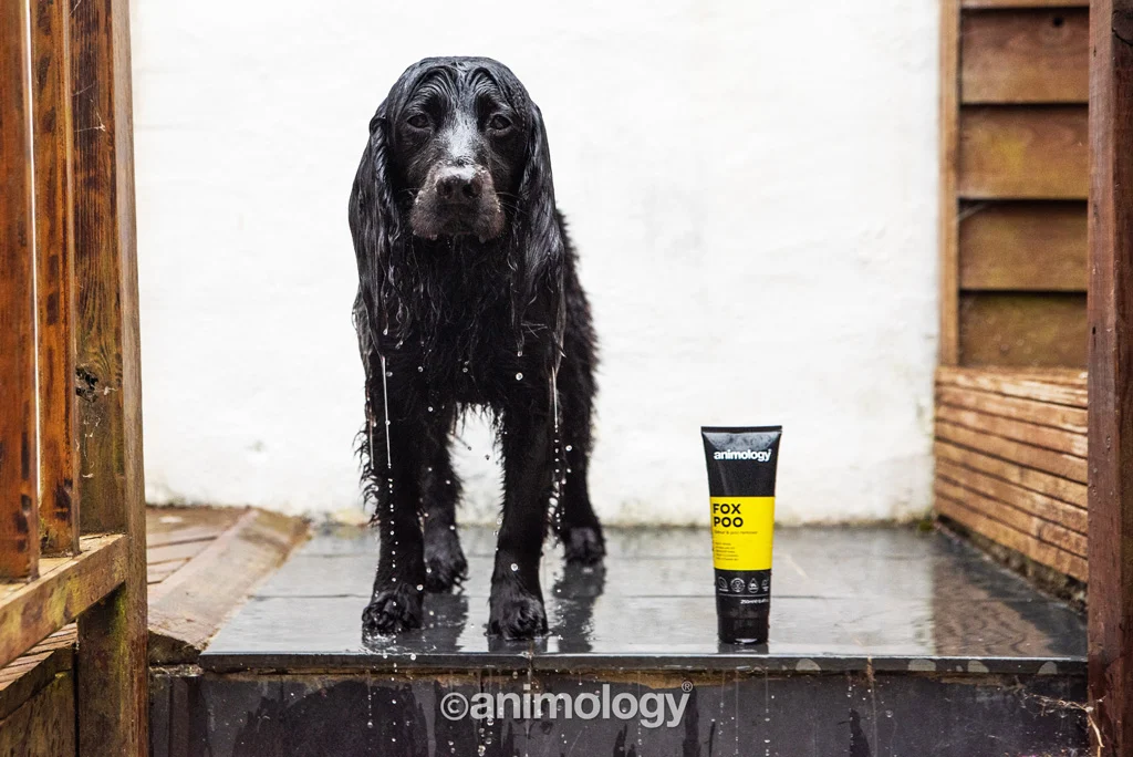 Šampon pro psy proti nepříjemnému zápachu, 250 ml – Animology Fox Poo - Obrázek 4