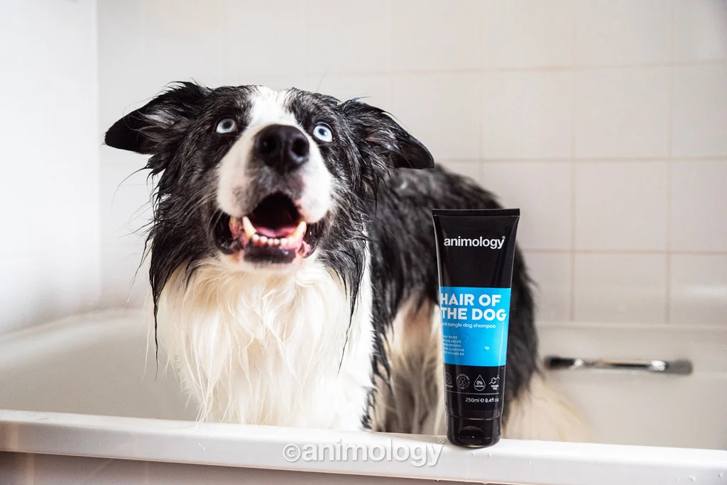 Rozčesávací šampon pro psy s kondicionérem, 250 ml – Animology Hair Of The Dog Anti-Tangle - Obrázek 3