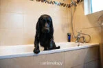 Kondicionér pro psy na rozčesávání, 250 ml – Animology Top Dog Conditioner - Obrázek 2