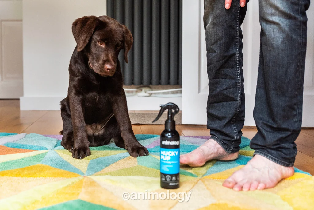Šampon ve spreji pro štěňata bez oplachování, 250 ml – Animology Mucky Pup - Obrázek 2