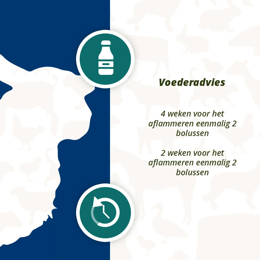 Energetický bolus pro ovce a kozy, 24 kusů – Excellent Ener Bolus Schaap & Geit - Obrázek 5