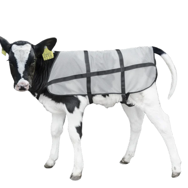 Letní deka pro telata, prodyšná, délka zad 70 cm – Bodyguard Calf Summer Blanket