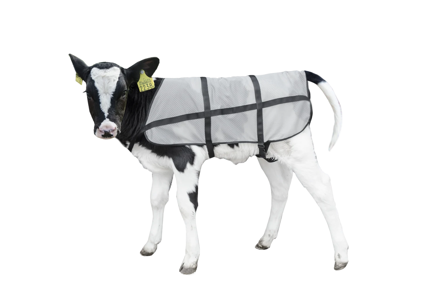 BODY0600.png Letní deka pro telata, prodyšná, délka zad 70 cm – Bodyguard Calf Summer Blanket - Obrázek 1