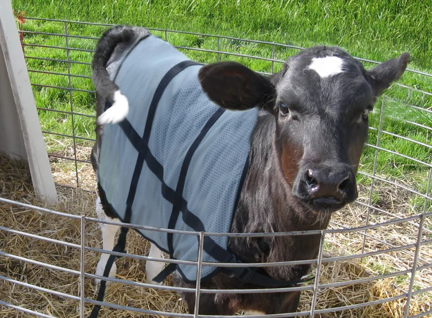 Letní deka pro telata, prodyšná, délka zad 70 cm – Bodyguard Calf Summer Blanket - Obrázek 4