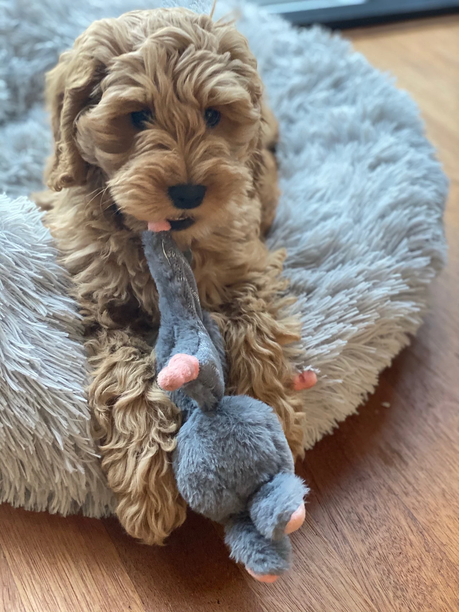 Plyšový králíček pro psy s pískátkem – Bunny Puppy Crunchy Knot - Obrázek 3