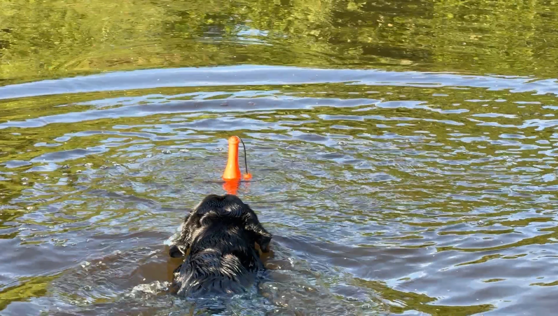 Aportovací hračka se šňůrou do vody, 23 cm, růžová – Dog Comets Bobber - Obrázek 4