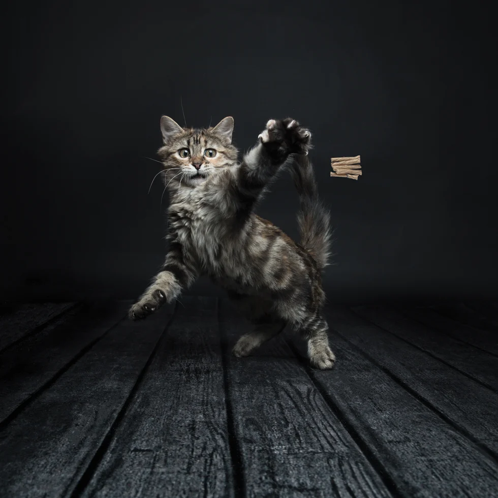 Interaktivní hračka pro kočky – Cat Dancer Deluxe - Obrázek 2