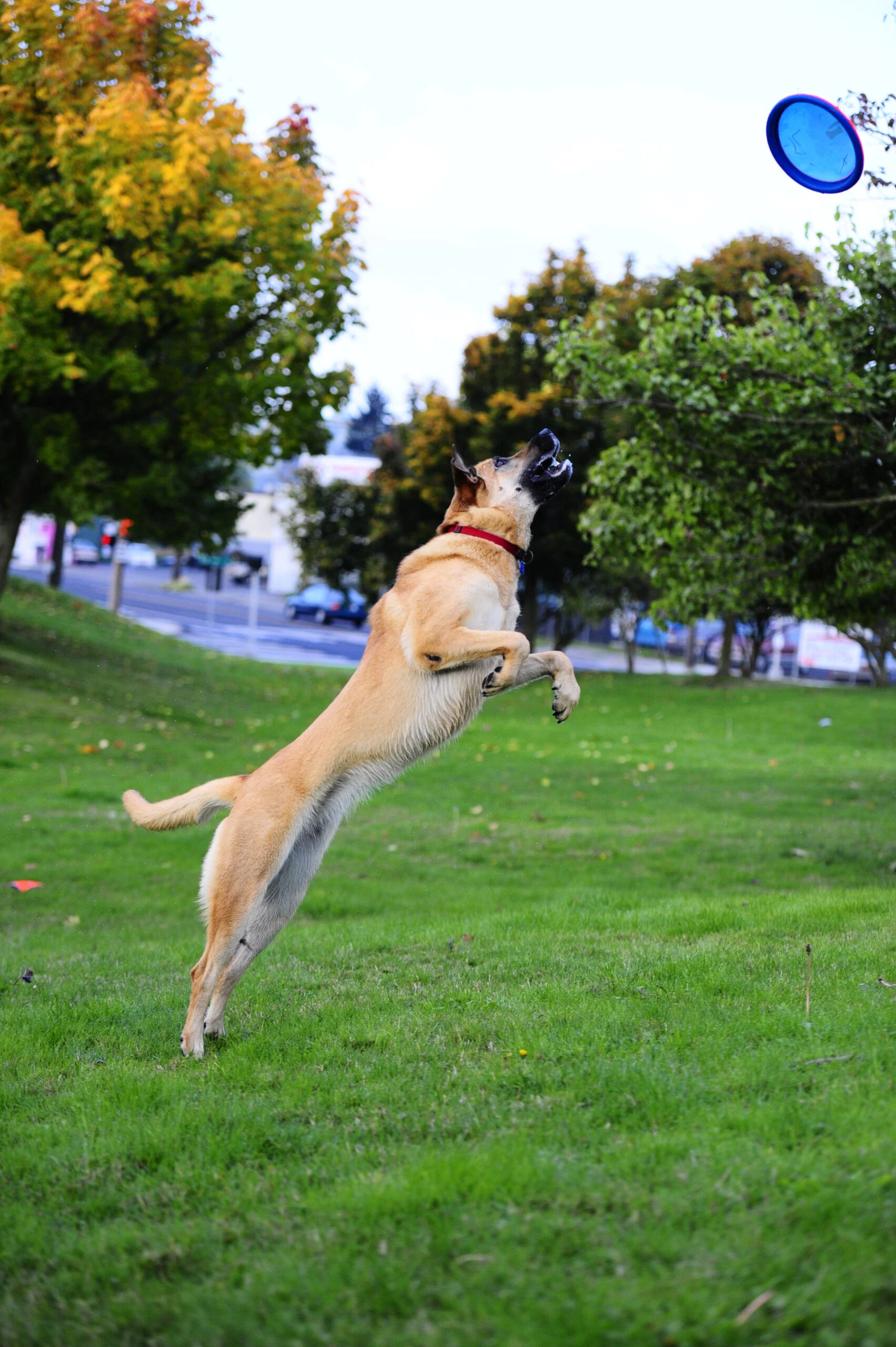 Frisbee pro psy, plovoucí, Ø 16 cm – Chuckit! Paraflight S - Obrázek 2
