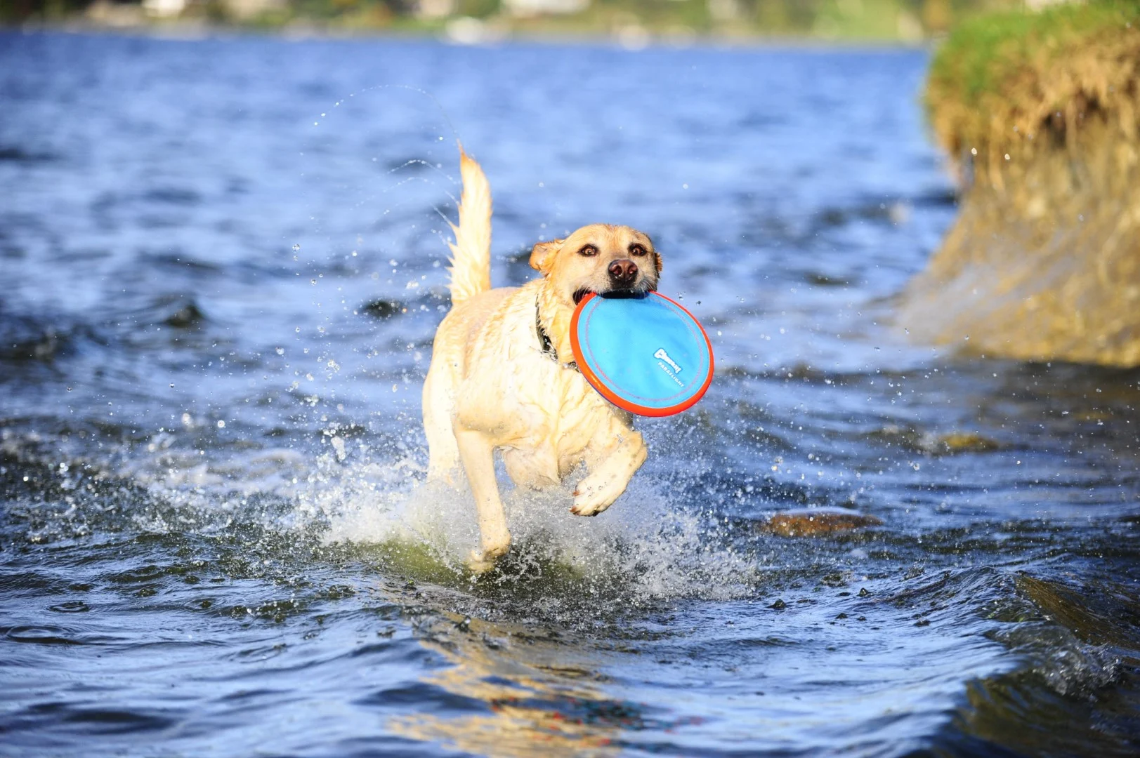 Frisbee pro psy, plovoucí, Ø 16 cm – Chuckit! Paraflight S - Obrázek 5