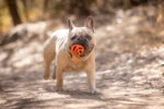 Plovoucí aportovací míček pro psy, Ø 6 cm – Chuckit! Air Fetch Ball - Obrázek 3