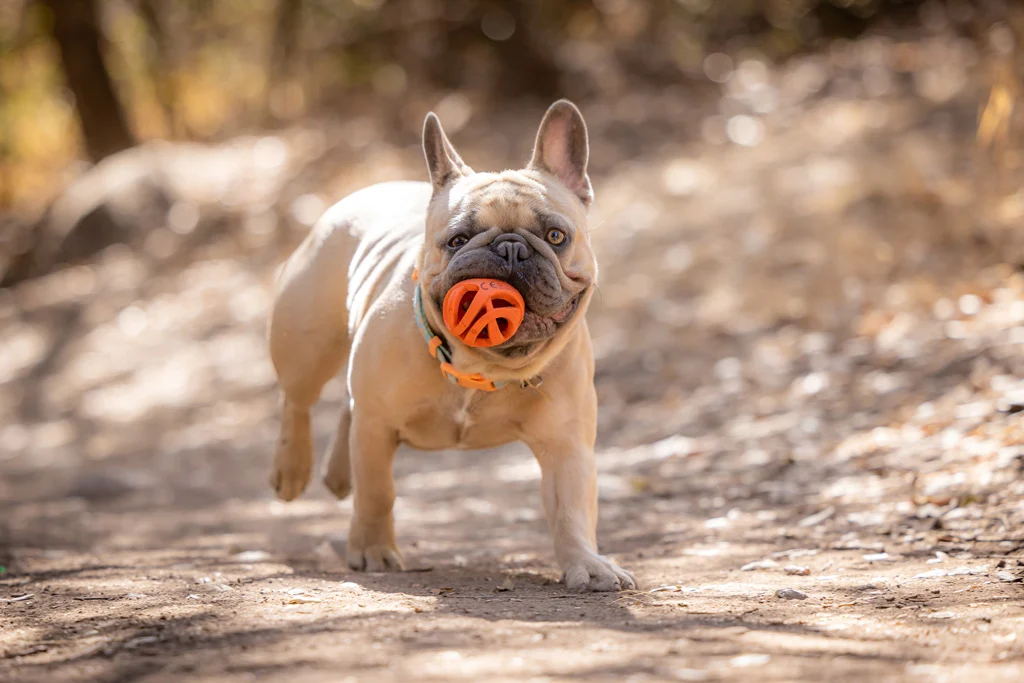 Plovoucí aportovací míček pro psy, Ø 6 cm – Chuckit! Air Fetch Ball - Obrázek 3
