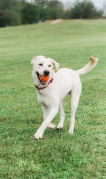 Plovoucí aportovací míček pro psy, Ø 6 cm – Chuckit! Air Fetch Ball - Obrázek 4