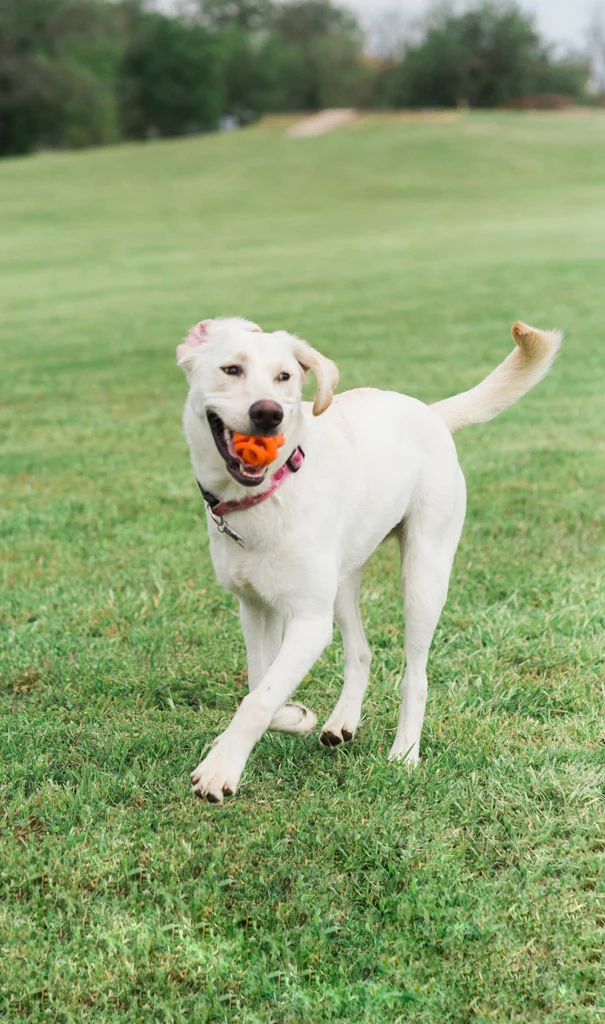 Plovoucí aportovací míček pro psy, Ø 6 cm – Chuckit! Air Fetch Ball - Obrázek 4