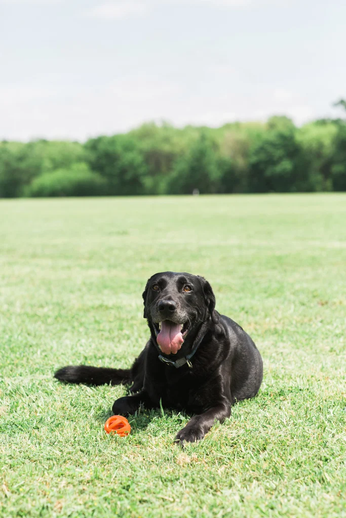 Plovoucí aportovací míček pro psy, Ø 6 cm – Chuckit! Air Fetch Ball - Obrázek 5