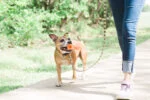 Aportovací hůlka z měkké gumy, plovoucí, 31 cm – Chuckit! Air Fetch Stick - Obrázek 4