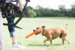 Aportovací hůlka z měkké gumy, plovoucí, 31 cm – Chuckit! Air Fetch Stick - Obrázek 6