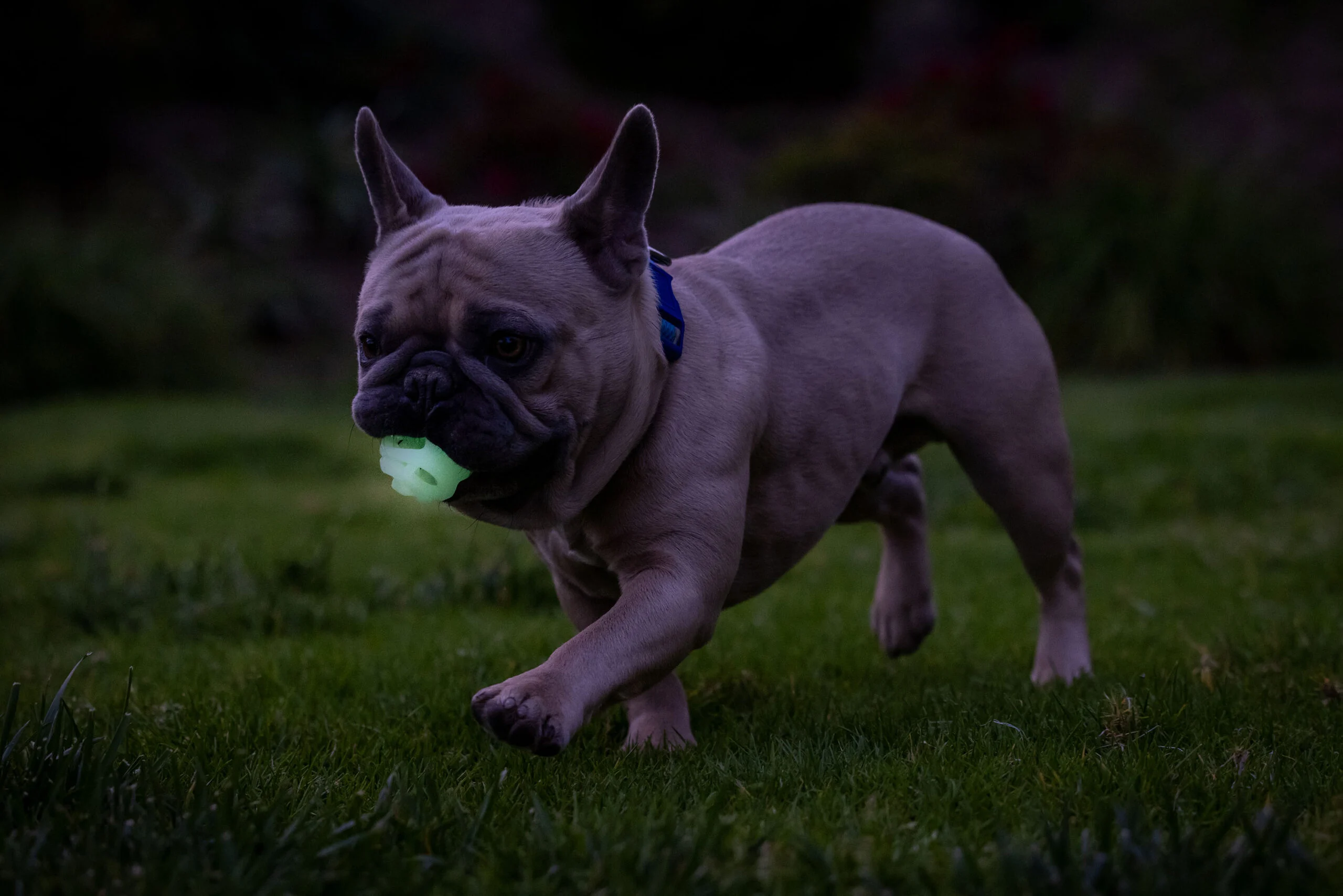 Svítící míček pro psy S, plovoucí, 4,5 cm, 2 ks – Chuckit! Air Glow Fetch Ball - Obrázek 4