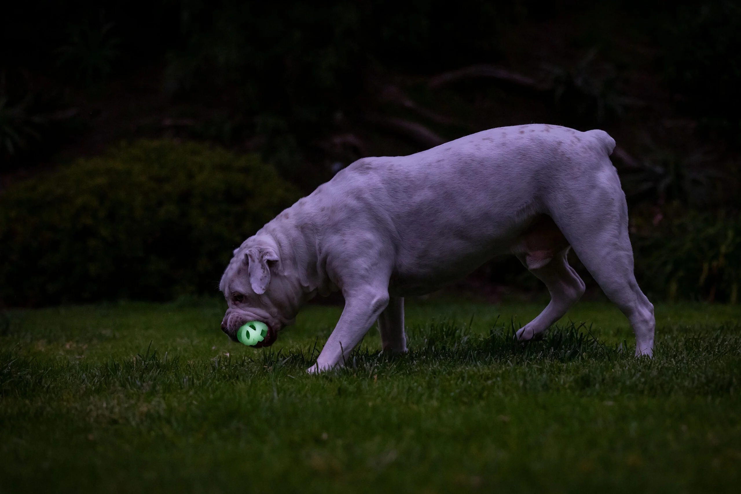 Svítící míček pro psy M, plovoucí, 6 cm, 2 kusy – Chuckit! Air Glow Fetch Ball - Obrázek 6