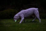 Svítící míček pro psy M, plovoucí, 6 cm – Chuckit! Air Glow Fetch Ball - Obrázek 4