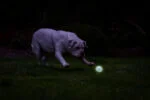 Svítící míček pro psy M, plovoucí, 6 cm – Chuckit! Air Glow Fetch Ball - Obrázek 5