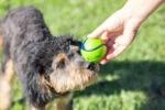 Míčky pro psy s vůní slaniny a arašídového másla, 4 ks – Chuckit! Sniff Fetch Ball Bacon & Peanut Butter M - Obrázek 2