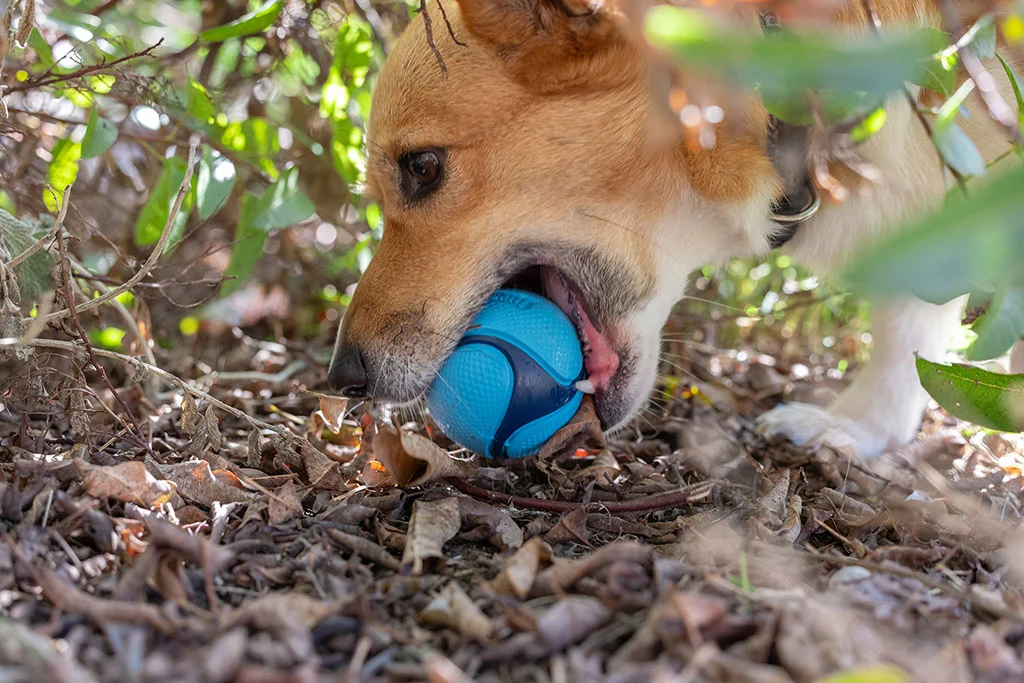 Míčky pro psy s vůní slaniny a arašídového másla, 4 ks – Chuckit! Sniff Fetch Ball Bacon & Peanut Butter M - Obrázek 3