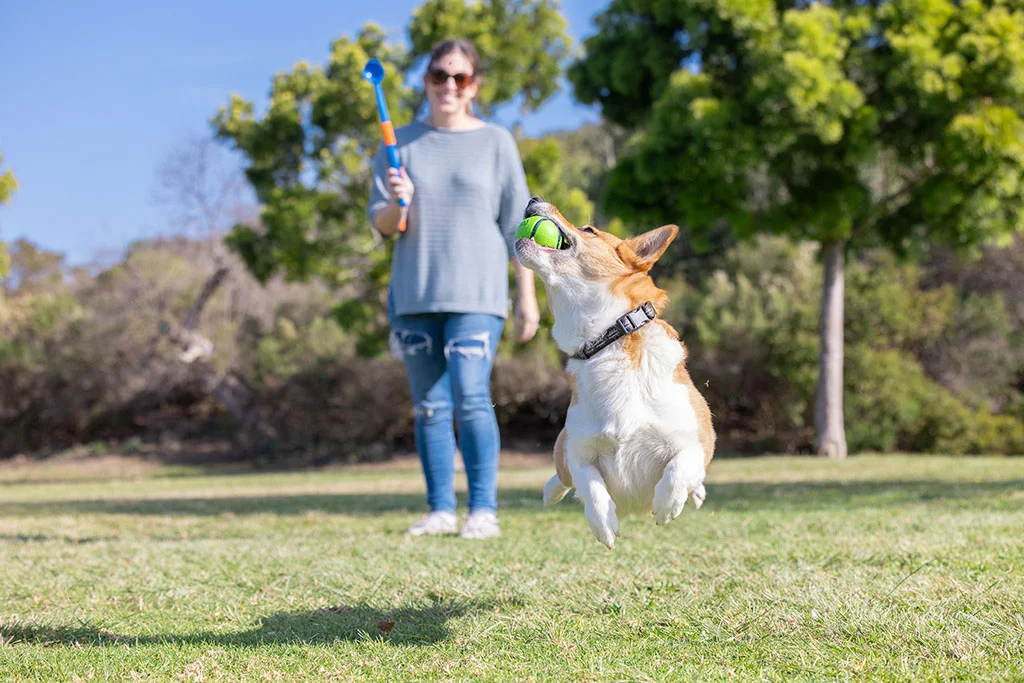 Míčky pro psy s vůní slaniny a arašídového másla, 4 ks – Chuckit! Sniff Fetch Ball Bacon & Peanut Butter M - Obrázek 5