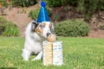 Psí míček s vůní vanilky, M 6 cm – Chuckit! Birthday Fetch Ball - Obrázek 2