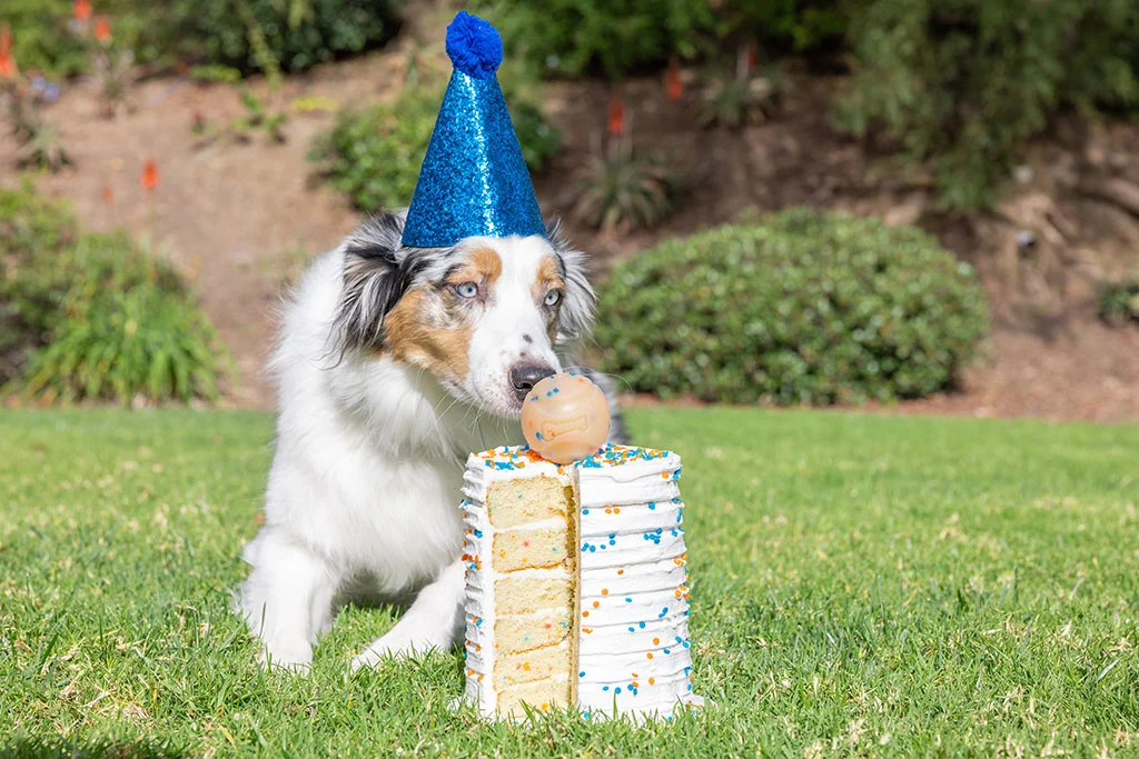 Psí míček s vůní vanilky, M 6 cm – Chuckit! Birthday Fetch Ball - Obrázek 2